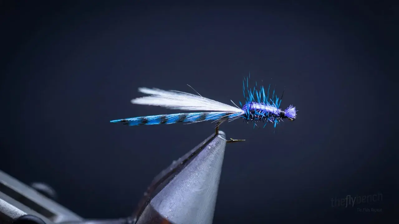 Adult Blue Damsel
