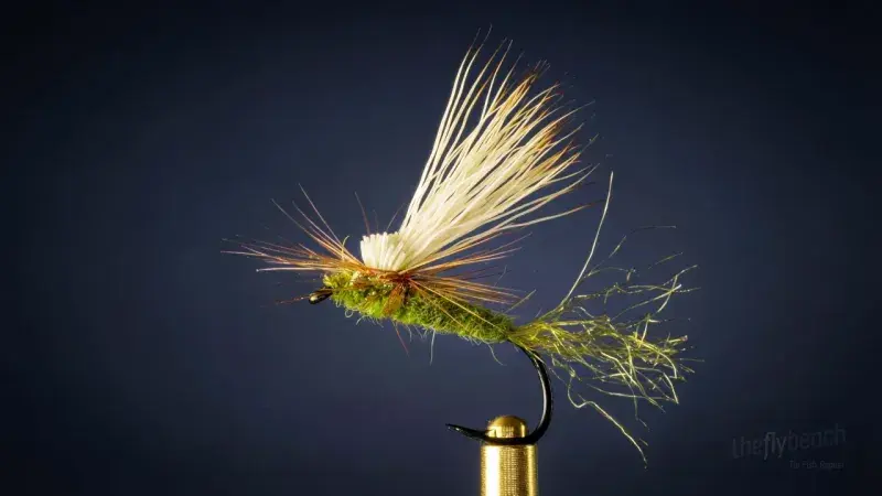 EC Caddis