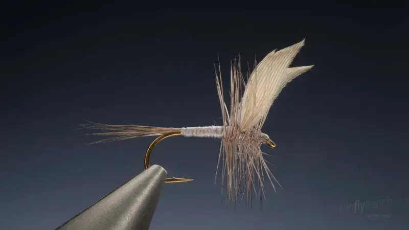 Quill Wing Blue Dun