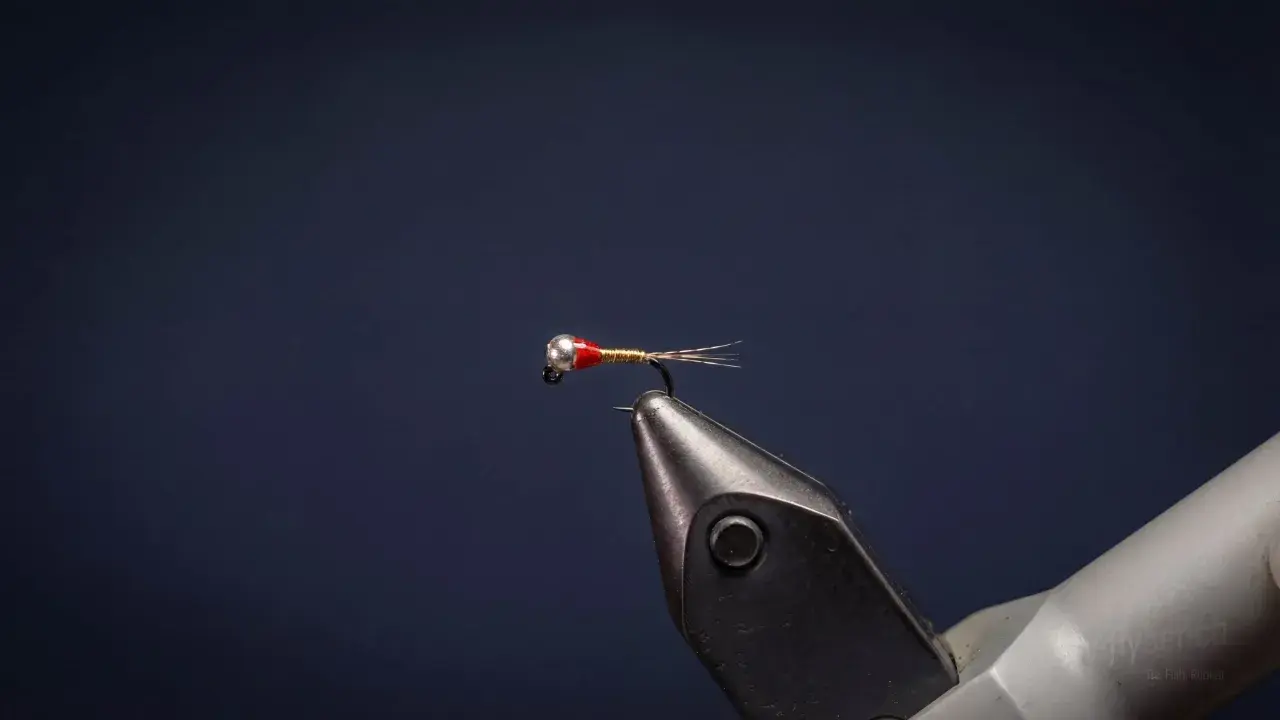 Egan's Rainbow Warrior Perdigon