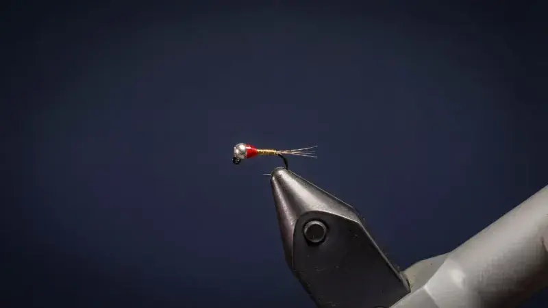 Egan's Rainbow Warrior Perdigon