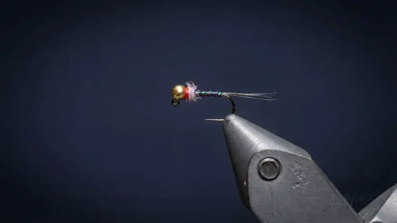 The Holographic Frenchie