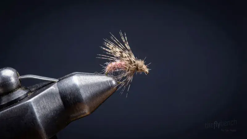 Glossosoma Caddis Larva