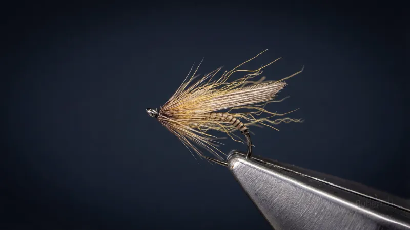 Hatching Olive Variant