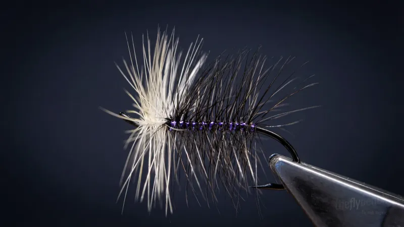 Purple Bi-Visible