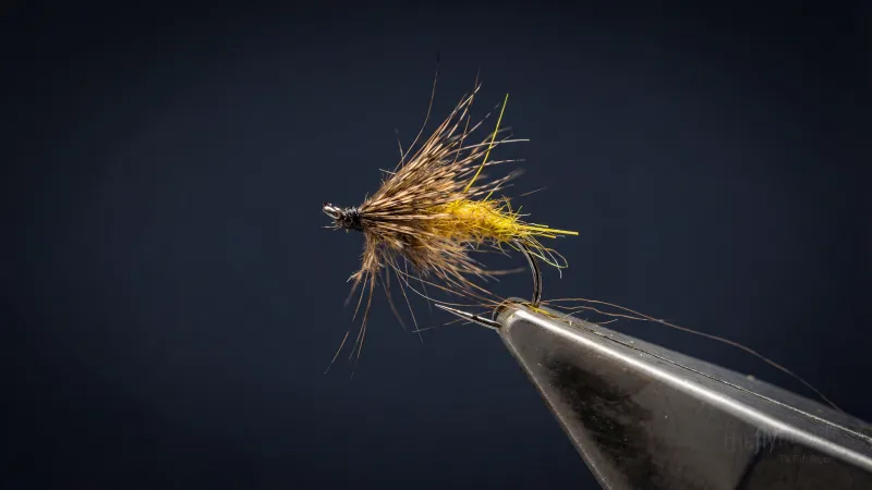 Partridge Pupa