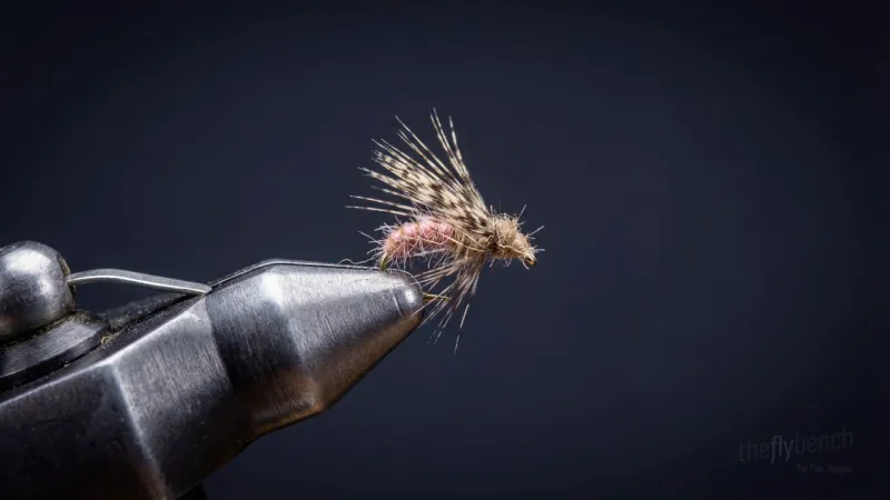 Glossosoma Caddis Larva