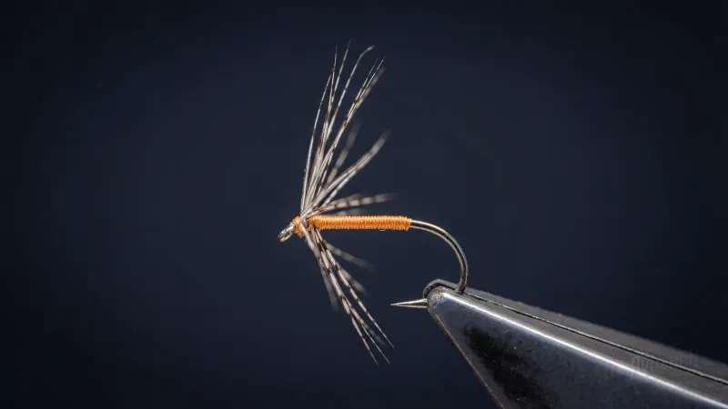 Partridge & Orange